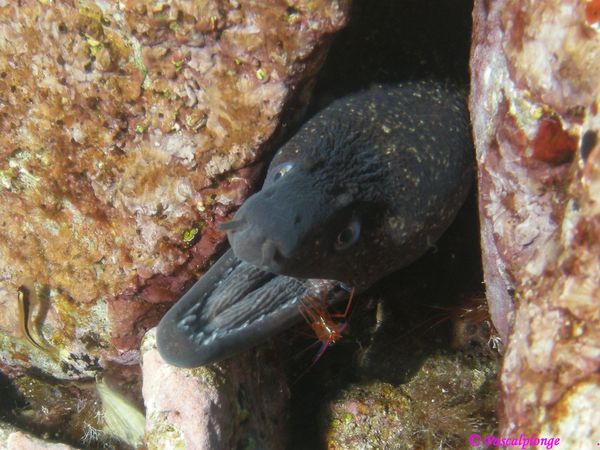 Plongée sous-marine en corse