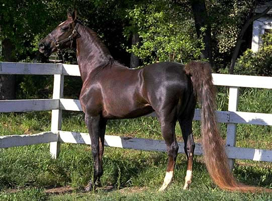 American Saddlebred