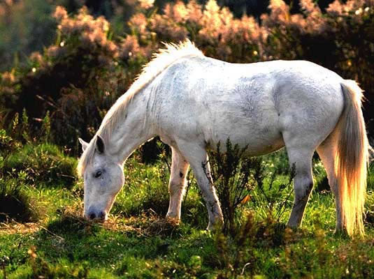 le Camargue