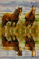 reflet image chevaux