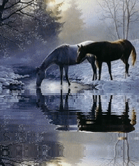 reflet chevaux en hivers