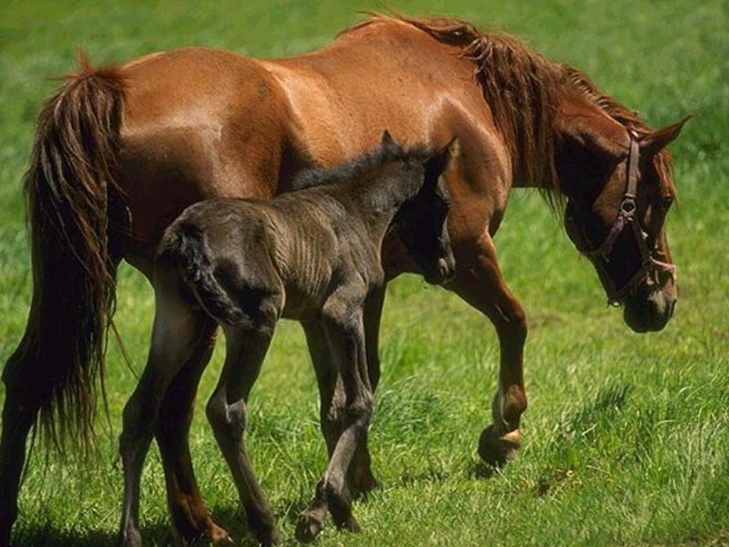 Chevaux