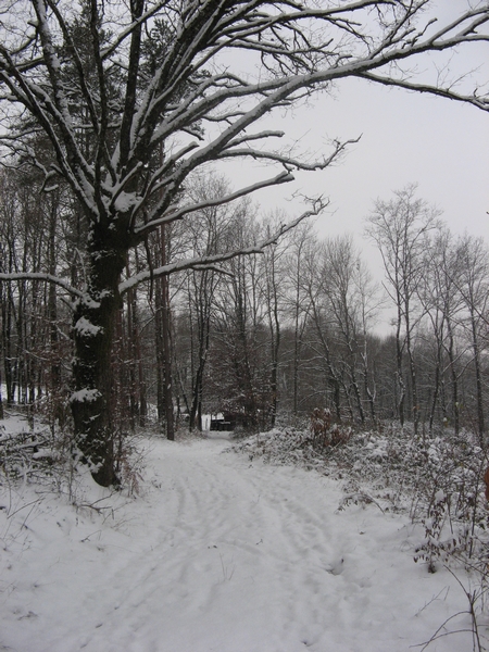 forêt enneigée à Mansac