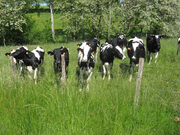 Vaches